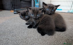 Domestic Shorthair cats for sale: Dark coat Kittens w \ stunning blue eyes   - Image 2