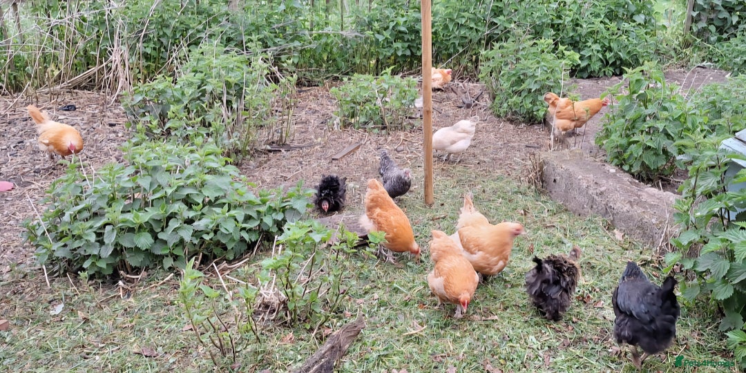 Chickens poultry for sale: Chickens and chicks for sale  - Image 7