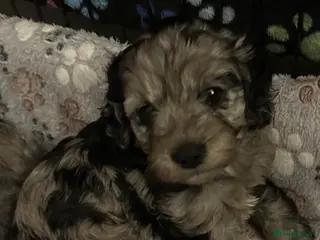 Cavapoo dogs Beautiful F1 Cavapoo rare merle puppies - Advert 10