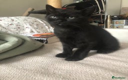 Mixed Breed cats for sale: Adorable kittens for sale! - Advert 7
