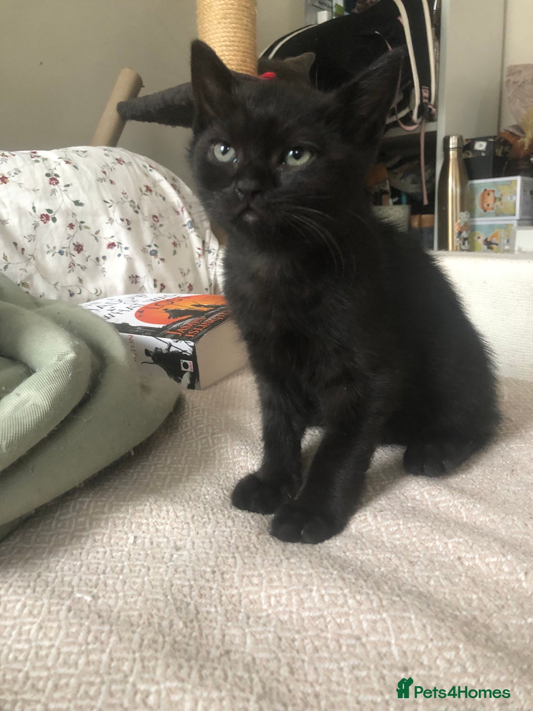 Mixed Breed cats for sale: Adorable kittens for sale! - Advert 7