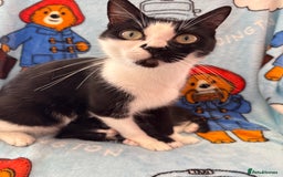 Mixed Breed cats for sale: boy kitten looking for his forever home - Image 9