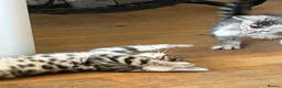 Bengal cats for sale: UPDATE 3 Gorgeous Bengal Kittens ready to reserve - Advert 12
