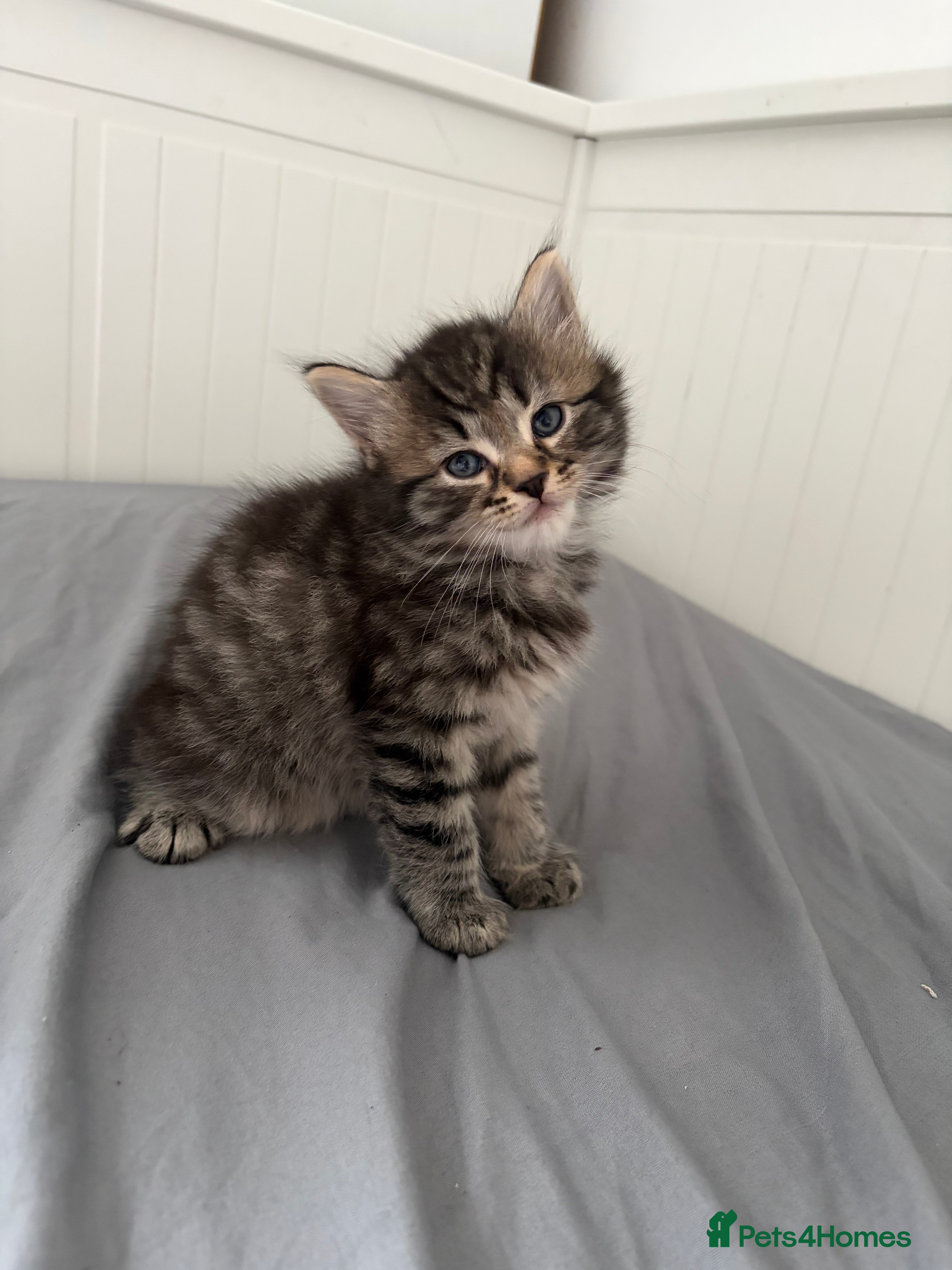 Mixed Breed cats 2 gorgeous boy tabby’s  - Advert 1