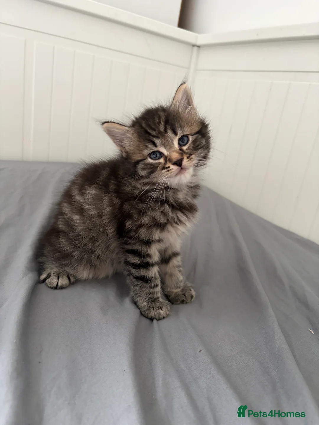 Mixed Breed cats for sale: 2 gorgeous boy tabby’s  - Advert 1