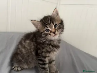 Mixed Breed cats 2 gorgeous boy tabby’s - Advert 5