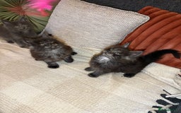 Maine Coon cats for sale: Gccf registered Adorable mainecoon kittens - Image 8