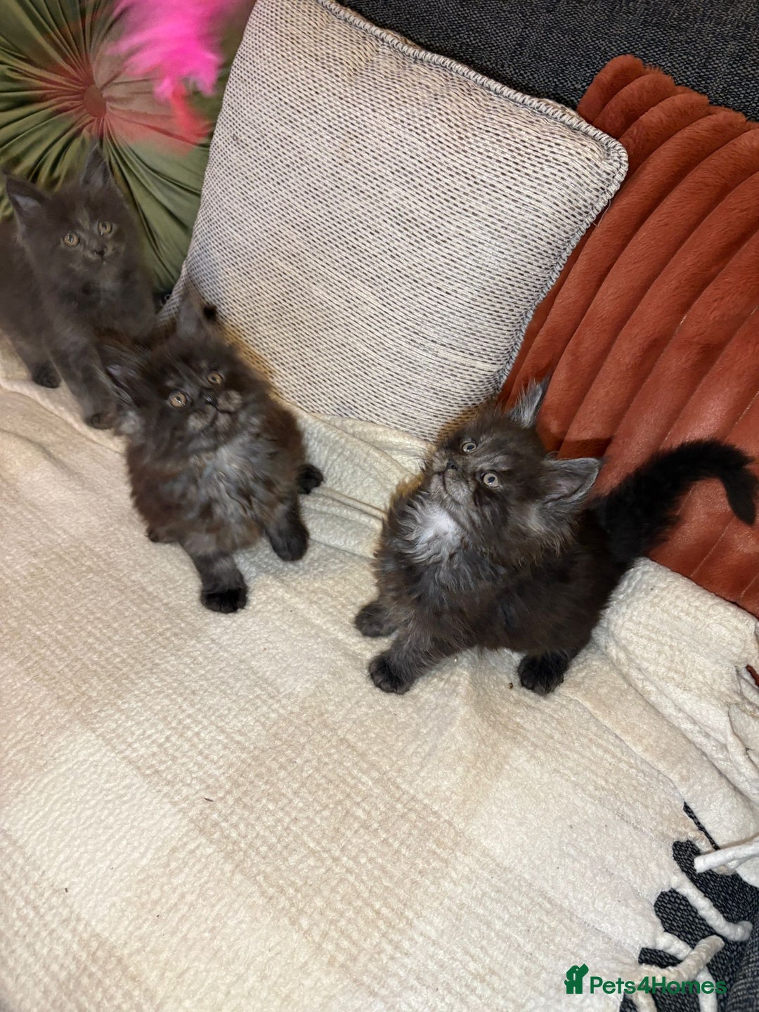 Maine Coon cats for sale: Gccf registered Adorable mainecoon kittens - Image 8