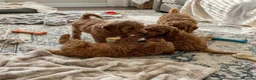 Cockapoo dogs for sale: Cockapoo puppies  in Glasgow - Advert 5