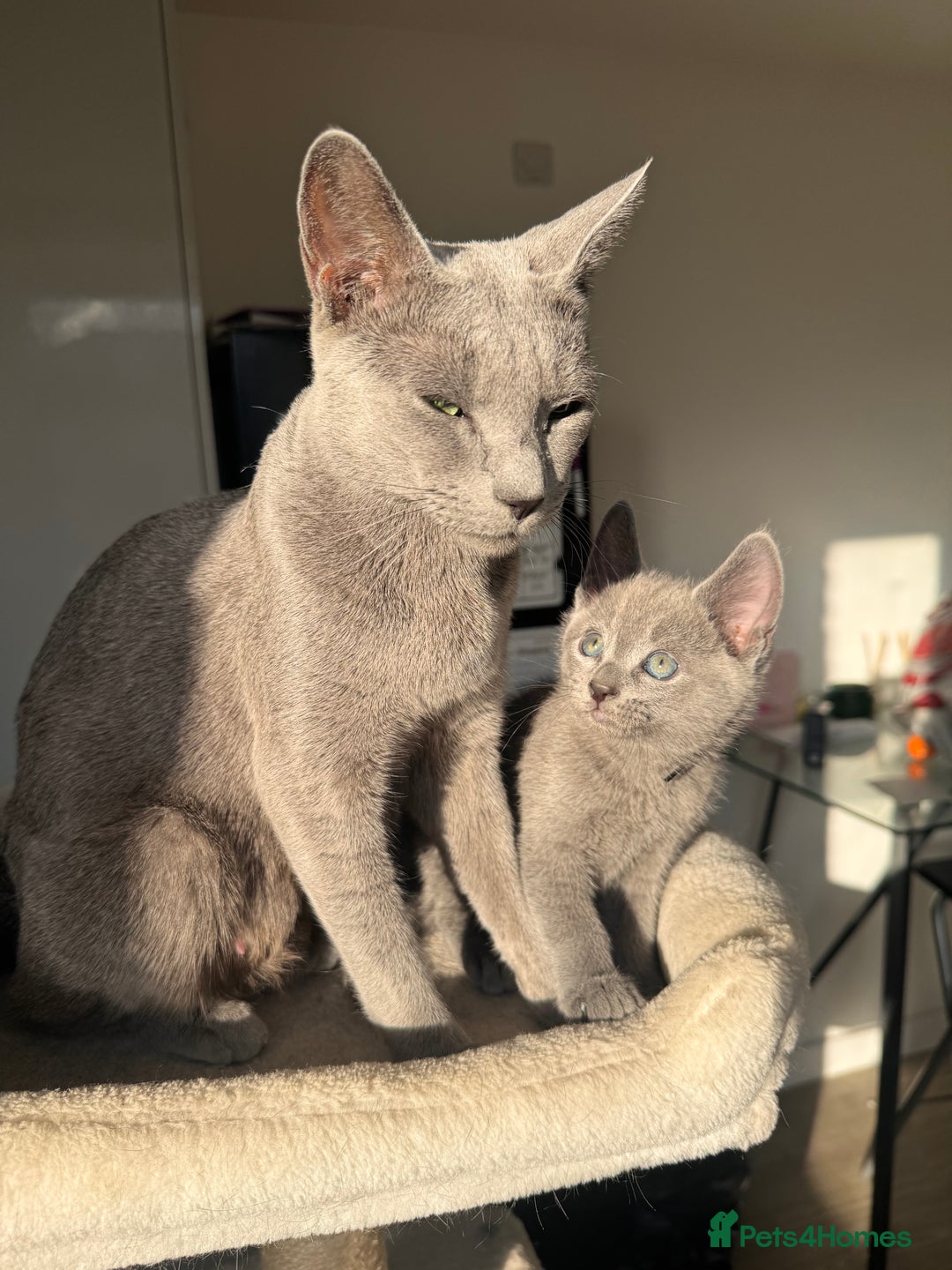Russian Blue cats for sale: 🐾 Premium Home-Raised Russian Blue Kittens -Ready - Advert 14