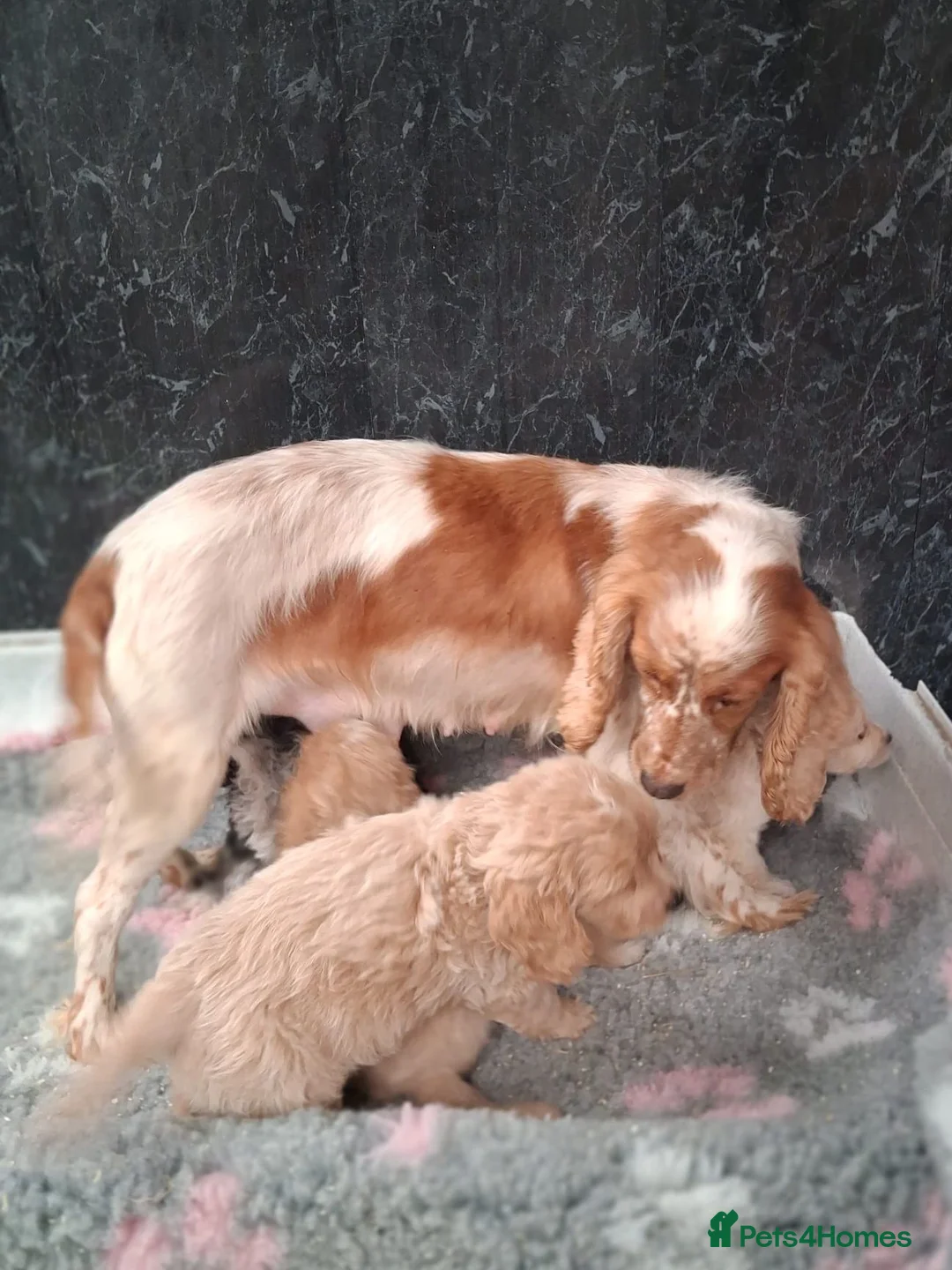 Cockapoo dogs for sale: Beautiful cockerpoos for sale - Advert 12