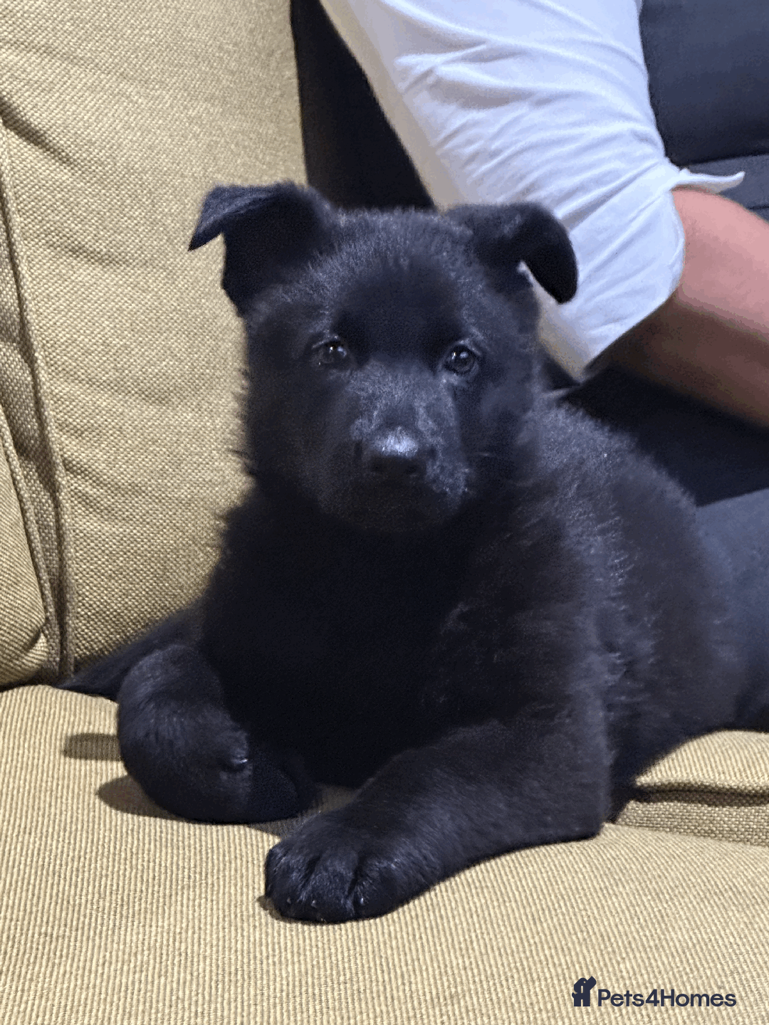 German Shepherd dogs for sale: FIVE EXCLUSIVE GSD PUPS, HOME RARED AND BRED. - Advert 16