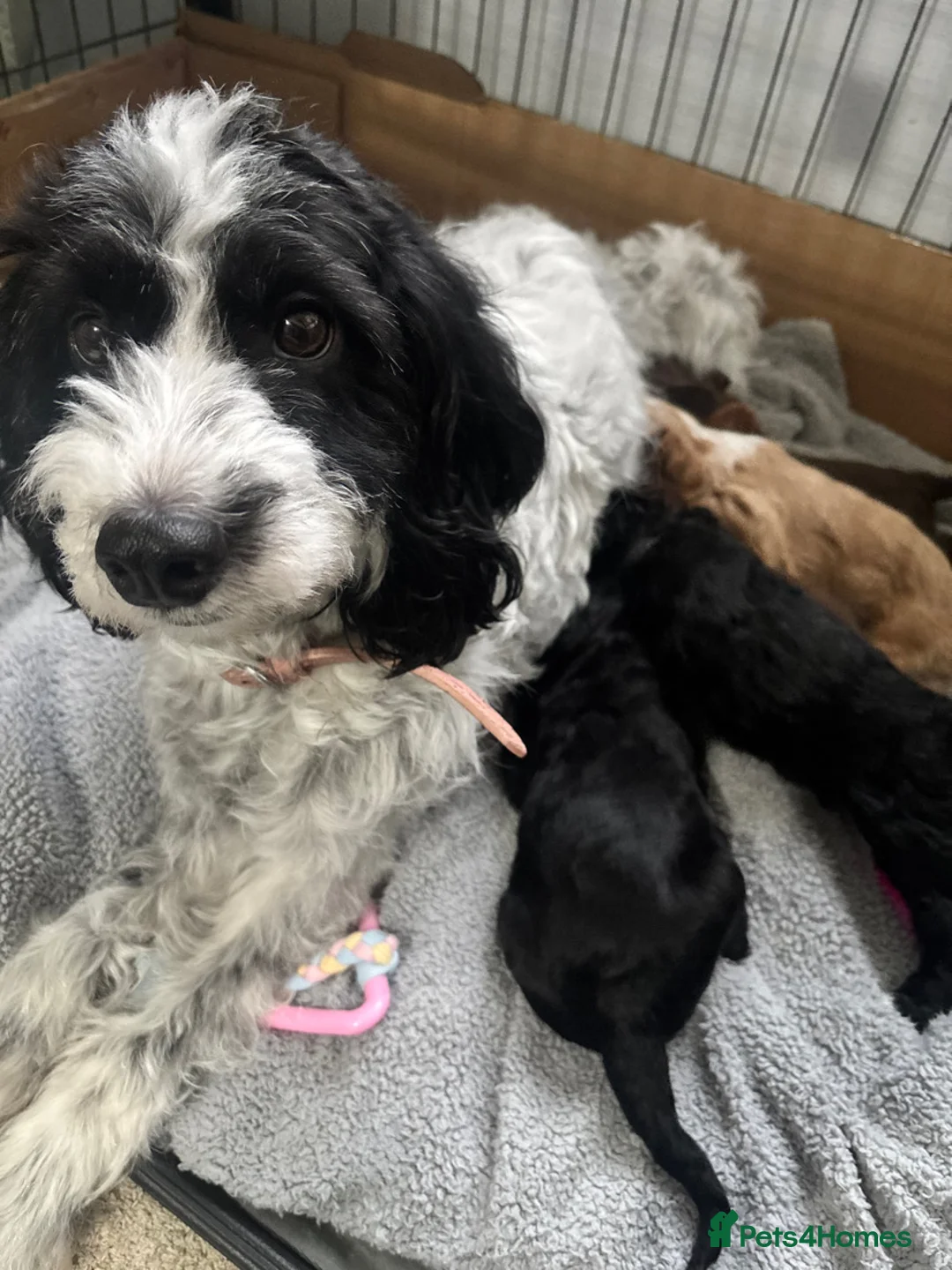 Cockapoo dogs for sale: Cockapoo Puppies  in Bradford - Advert 6