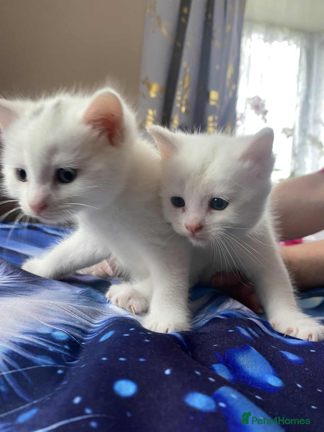 Mixed Breed cats for sale: Kittens for sale  - Image 4