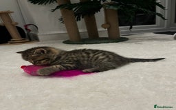 British Shorthair cats for sale: Stunning Scottish Straights - Image 18