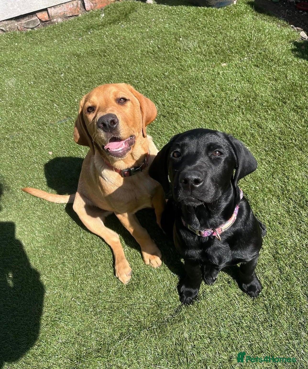 Labrador Retriever dogs Rehoming 2 Sister Labrador’s  in Wirral - Advert 1