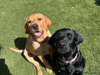 Labrador Retriever dogs Rehoming 2 Sister Labrador’s in Wirral - Advert 1