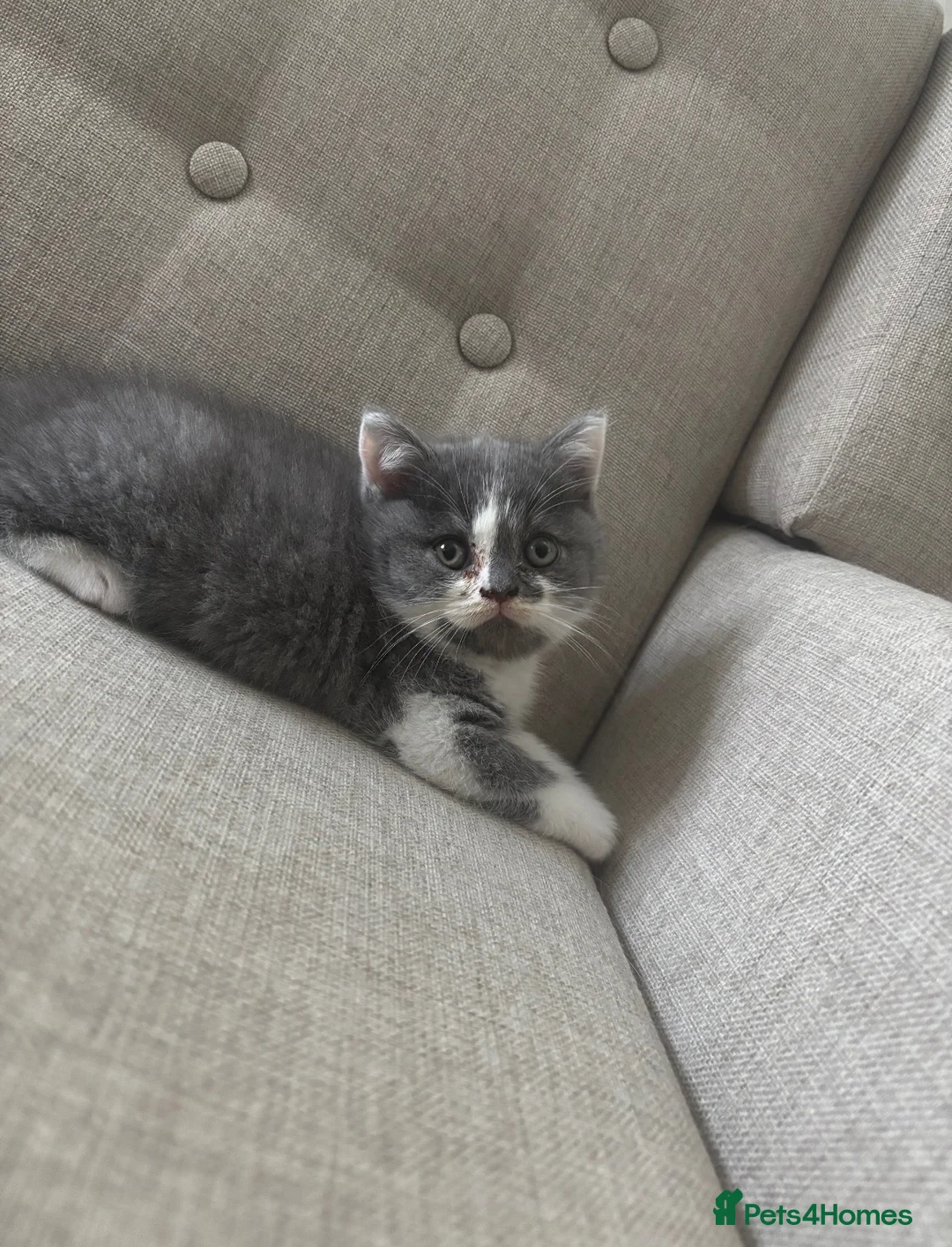 British Shorthair cats for sale: GCCF Reg BSH Blue And Bicolour Kittens - Advert 2