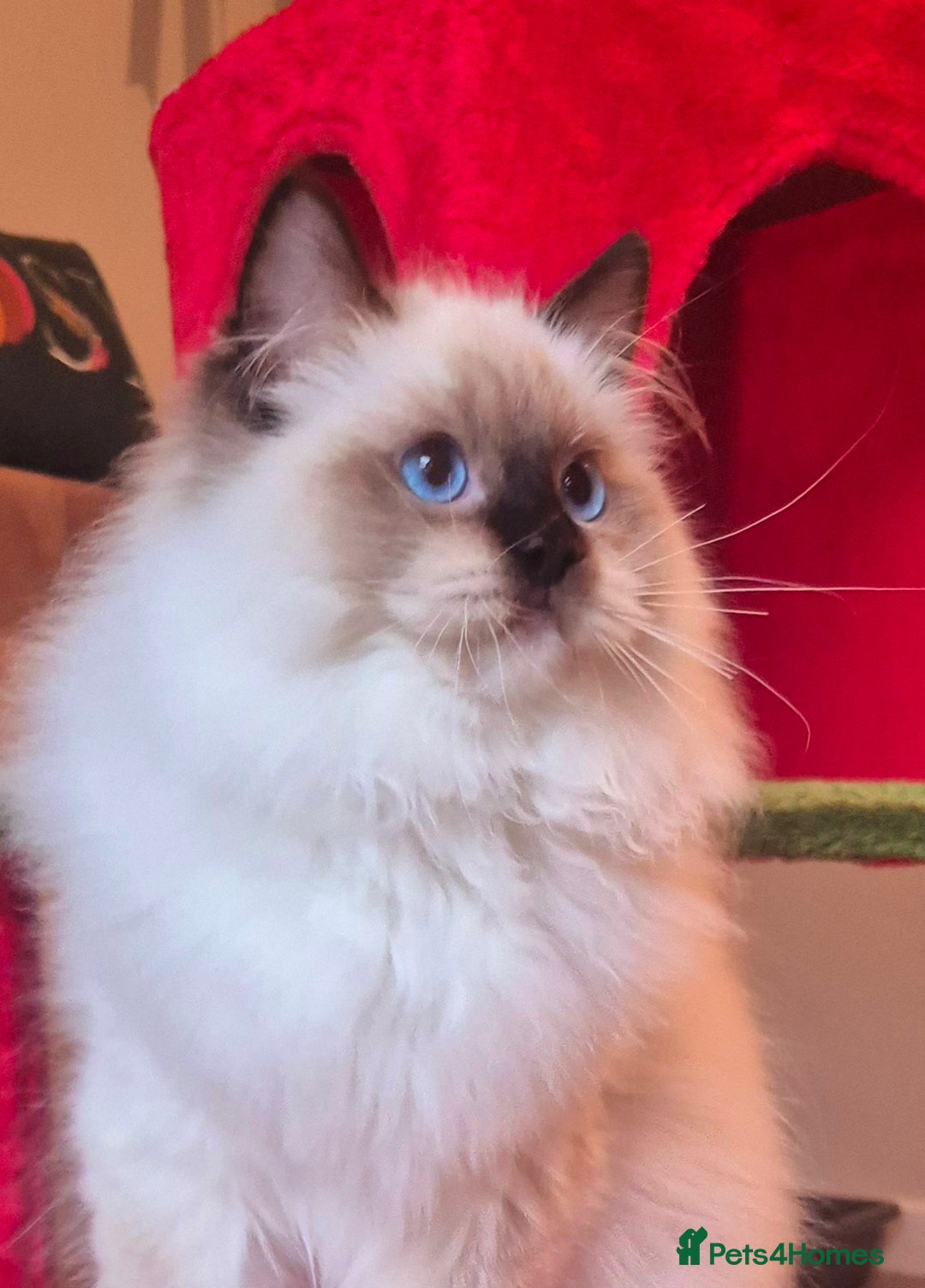 Ragdoll cats for sale: Ragdoll male kitten gccf active - Advert 9