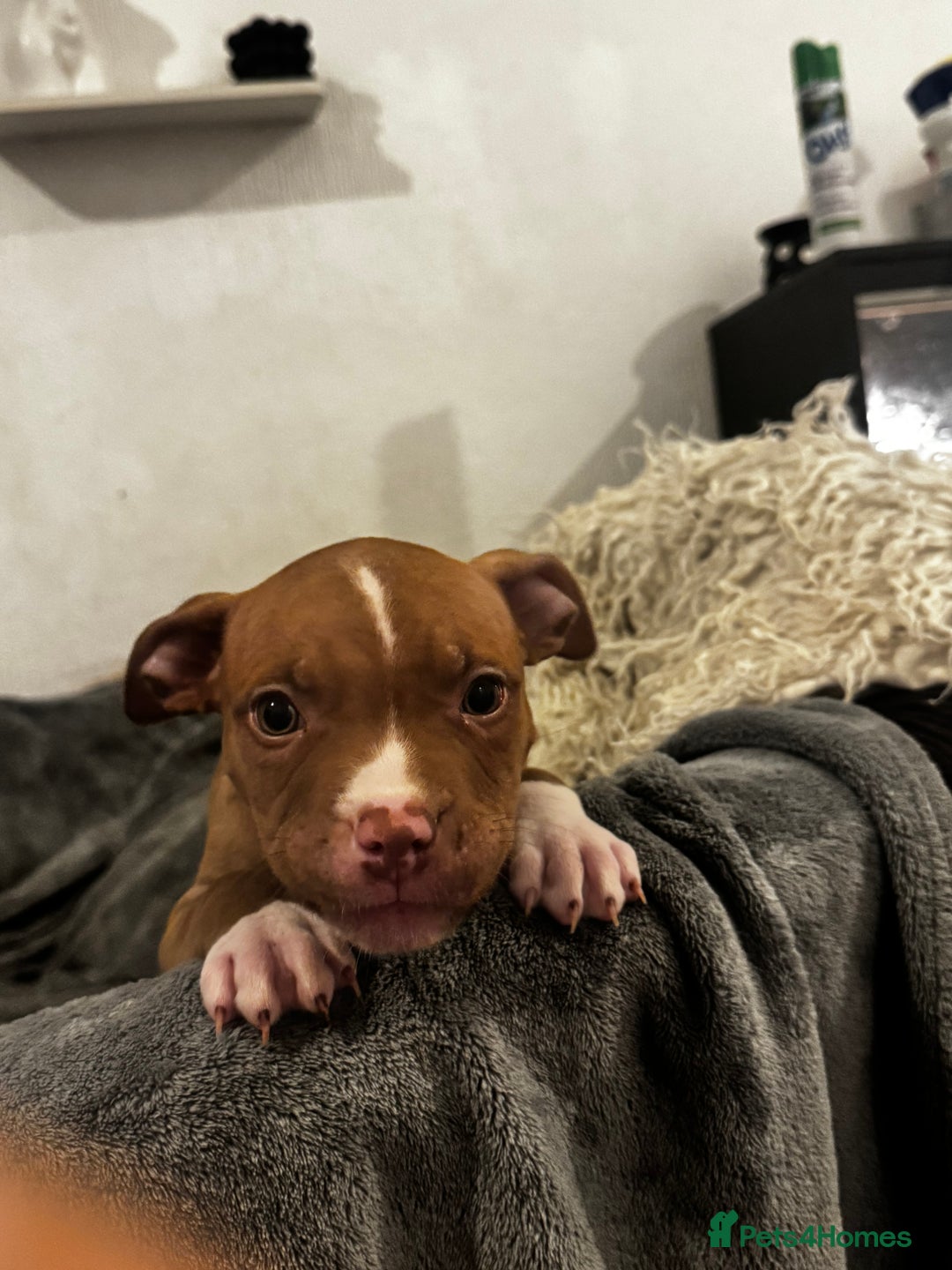 American Bully dogs for sale:  Bully x Staffie pups (2 Boys left) - Advert 35