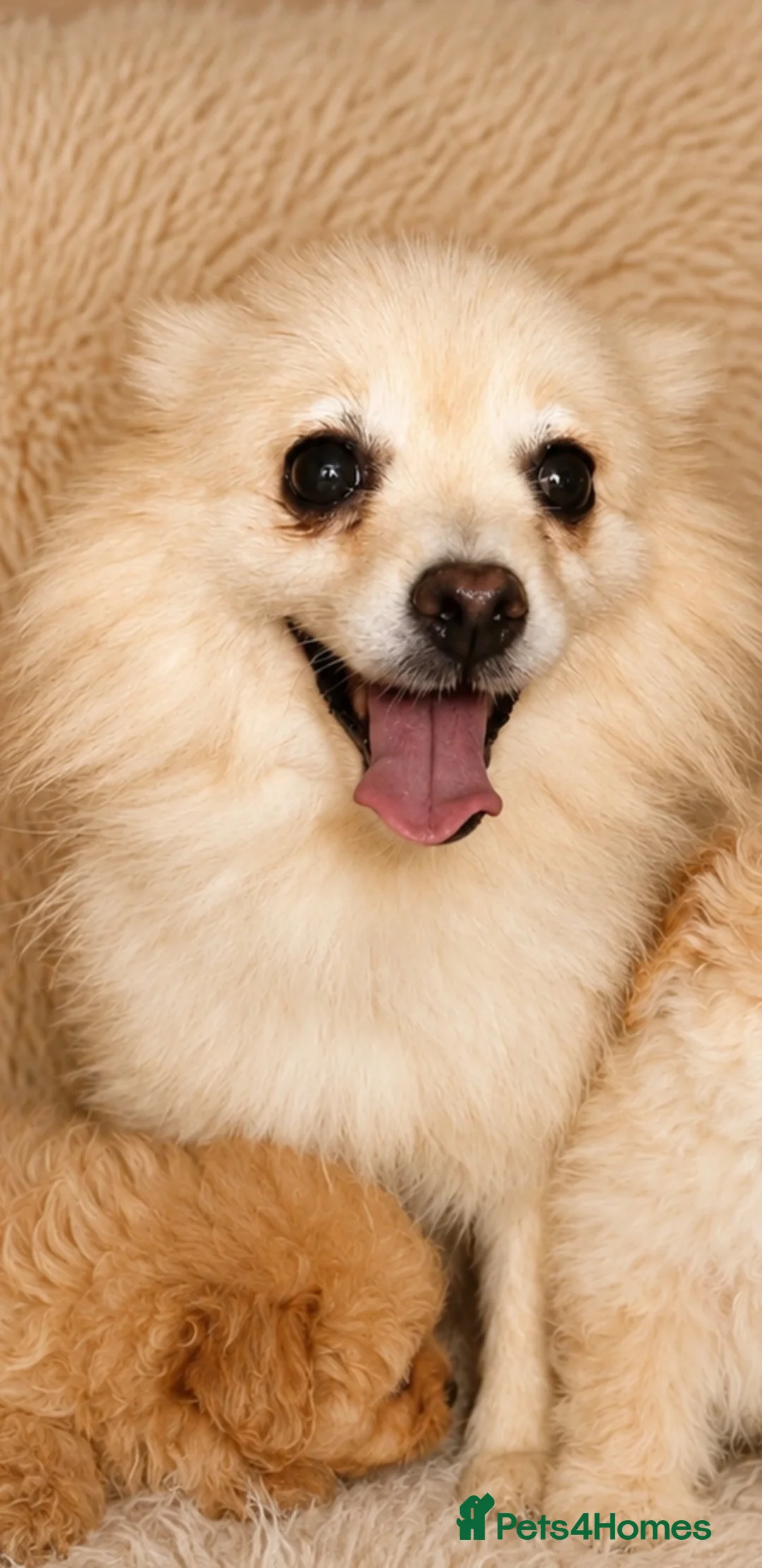 Pomapoo dogs for sale: Pompoo puppies  - Advert 1