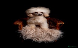 Poodle dogs for stud: KC REG EXTENSIVELY HEALTH TESTED POODLE STUD in Hoddesdon - Image 2