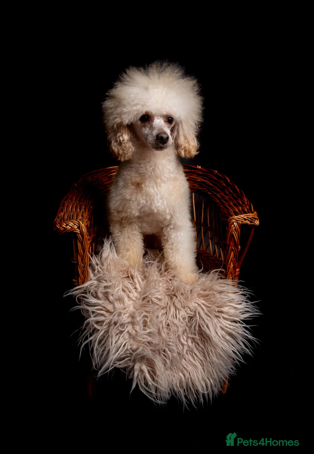 Poodle dogs for stud: KC REG EXTENSIVELY HEALTH TESTED POODLE STUD in Hoddesdon - Advert 2