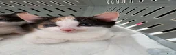 Mixed Breed cats for sale: Female Calico Kitten - Advert 12
