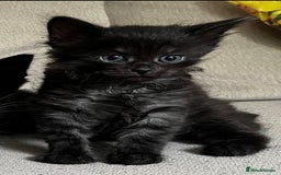 Mixed Breed cats for sale: 5 Beautiful fluffy kittens ready to be re-homed ❤️ - Image 8