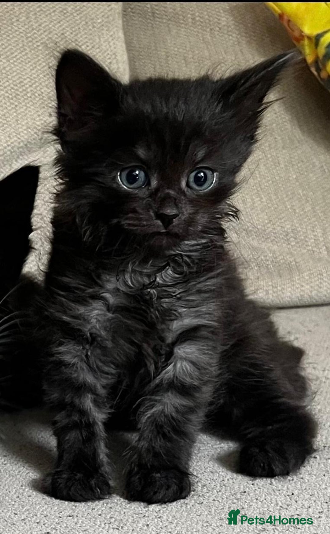 Mixed Breed cats for sale: 5 Beautiful fluffy kittens ready to be re-homed ❤️ - Image 8