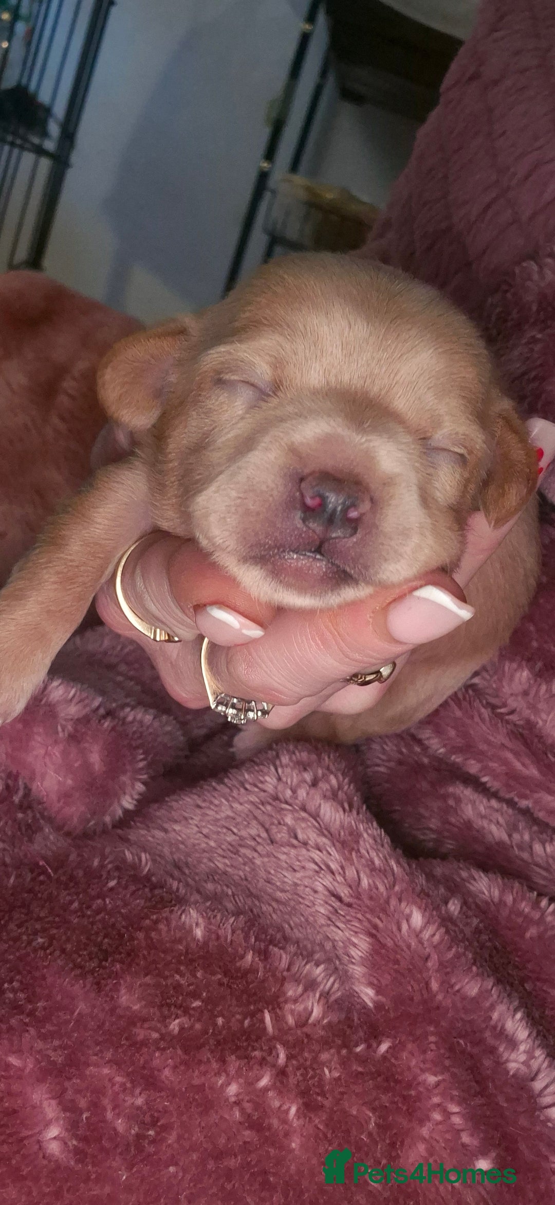 Chipoo dogs for sale: Beautiful chipoo puppys  - Advert 15