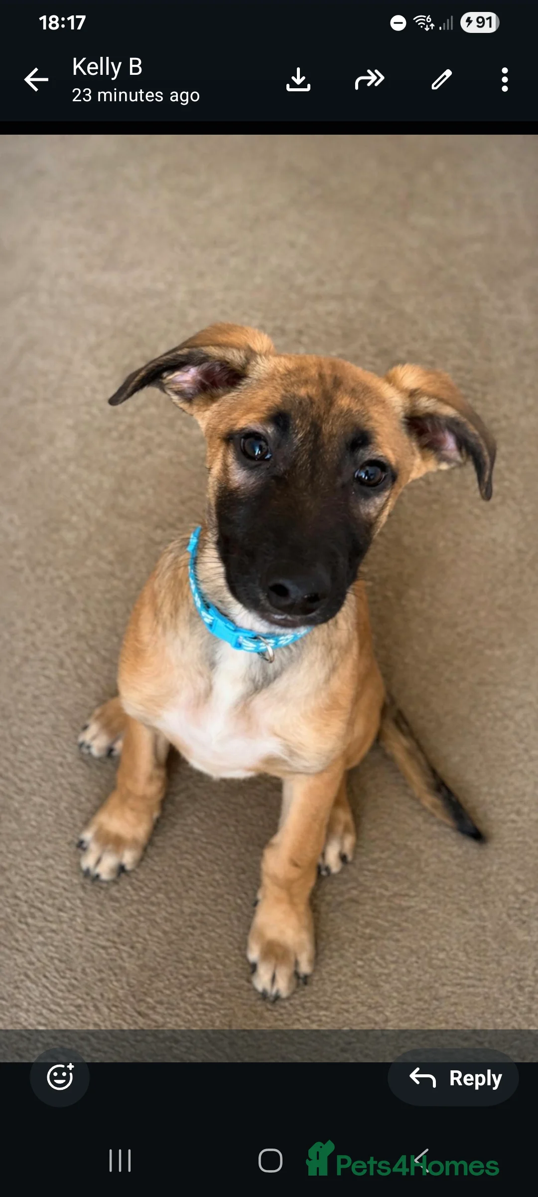 Mixed Breed dogs for sale: Belgian malinois/saluki  - Advert 2