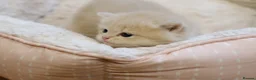 British Shorthair cats for sale: Gorgeous BSH golden kittens pedigree TICA - Advert 19