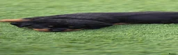 Rottweiler dogs for sale: ROTWEILER PUPPIES  - Advert 4