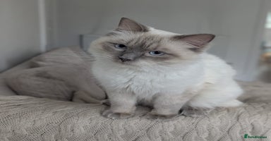 Ragdoll cats - Advert 3