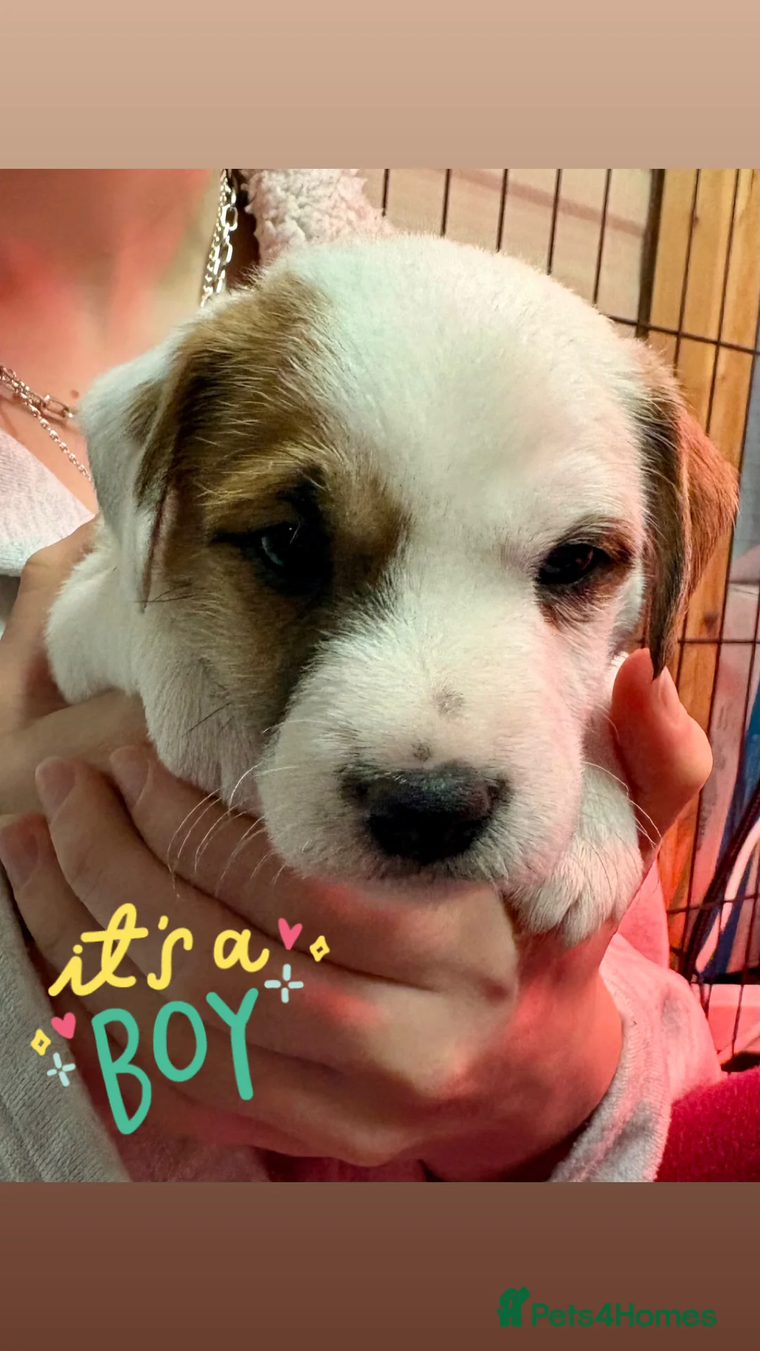 Parson Russell dogs for sale: Exceptional litter of Parson Russell Terrier Pups  - Advert 3