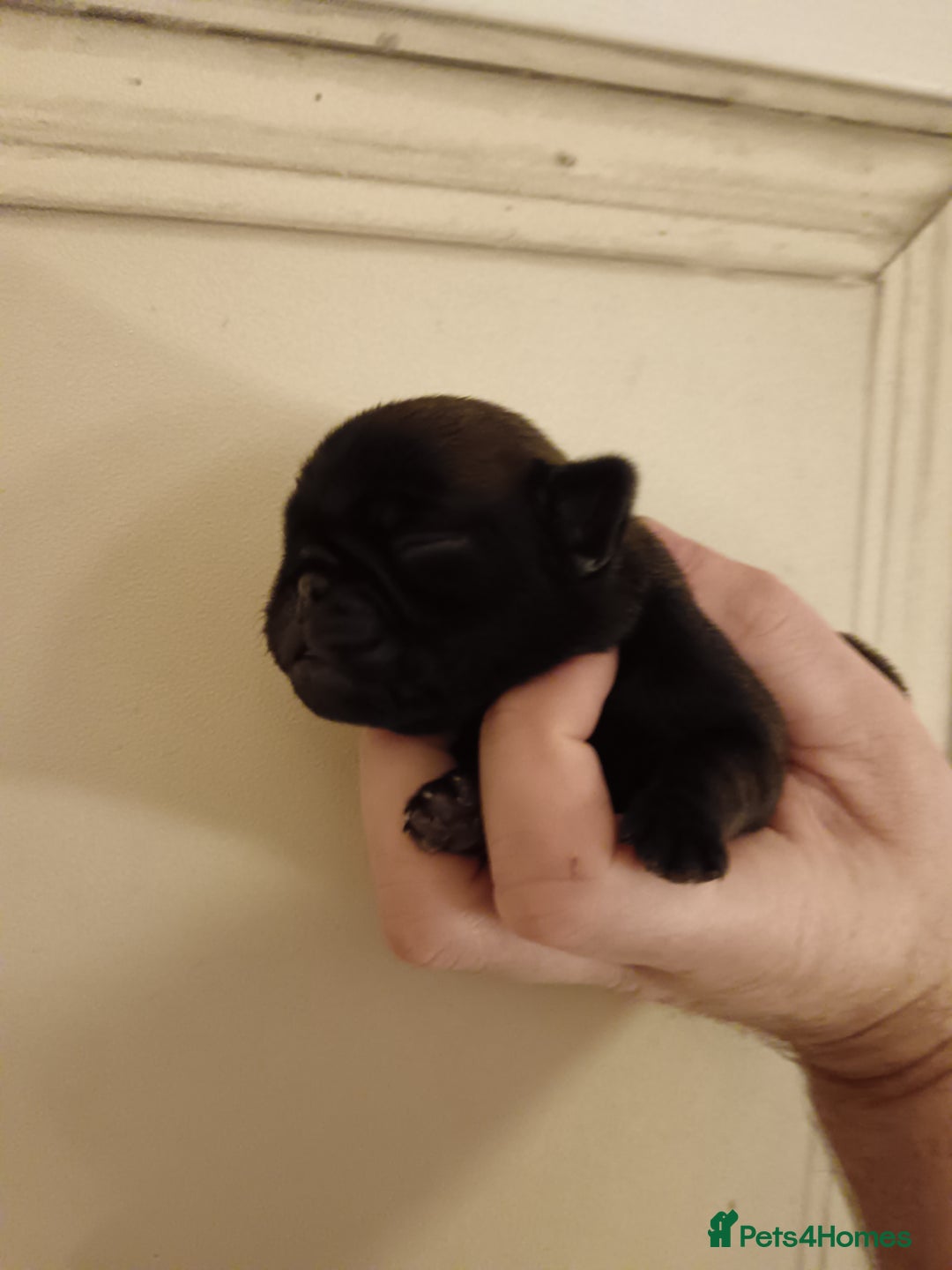 Pug dogs for sale: PEDIGREE PUG PUPPIES  - Advert 5