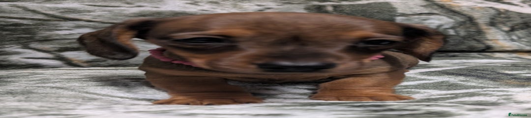 Miniature Dachshund Puppy 7