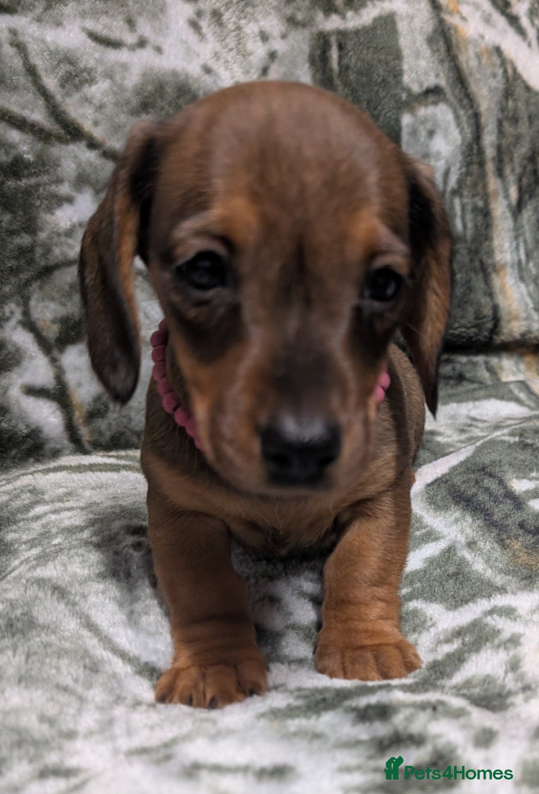 Miniature Dachshund dogs for sale: Quality KC / PRA Clear Minature Dachshund Puppies  - Image 7