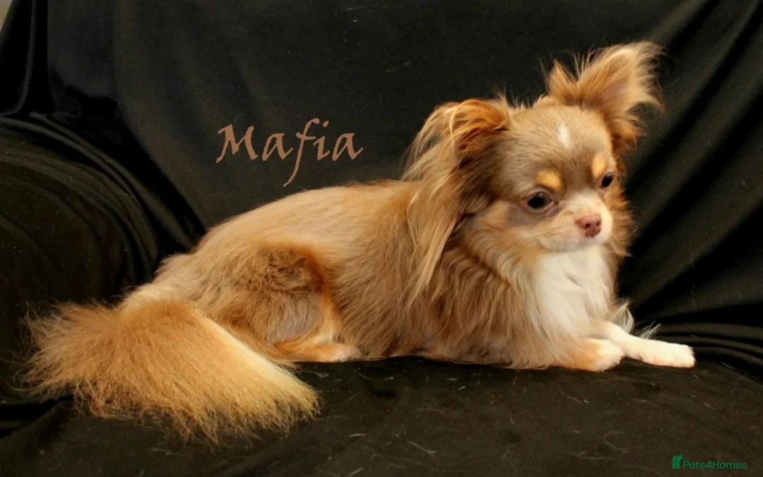 Chihuahua dogs for stud: Lilac and tan Russian import stud dog DNA tested in Rotherham - Advert 3