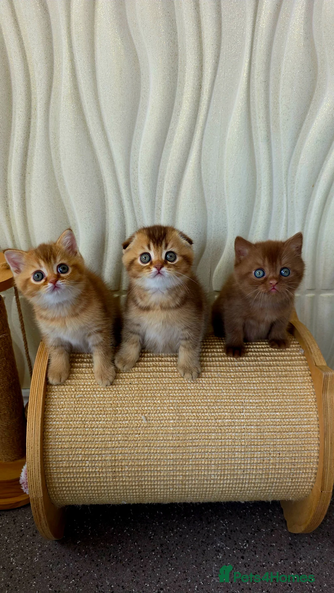 Scottish Fold cats for sale: Only one in UK - Advert 1
