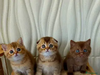 Scottish Fold cats for sale: Only one in UK - Advert 1