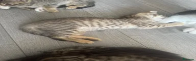 Light tabby kitten with bengal marking 