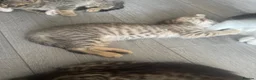 Mixed Breed cats for sale: 3 gorgeous kittens looking for loving home  - Advert 11