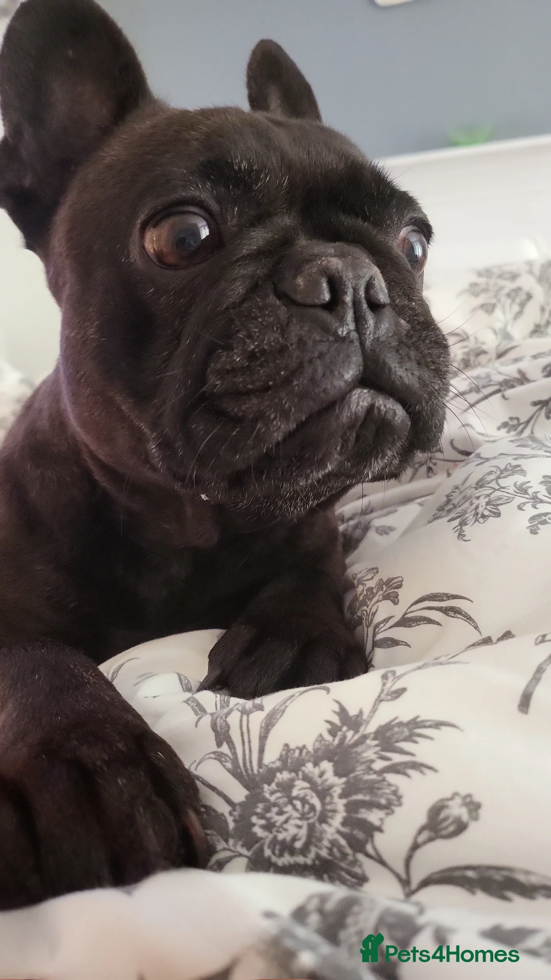 French Bulldog dogs for sale: Female french bulldog - Advert 1