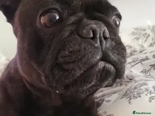 French Bulldog dogs Female french bulldog - Advert 2