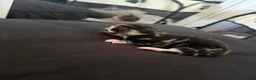Mixed Breed cats for sale: 1 female 1 male left available  in Congleton - Advert 6
