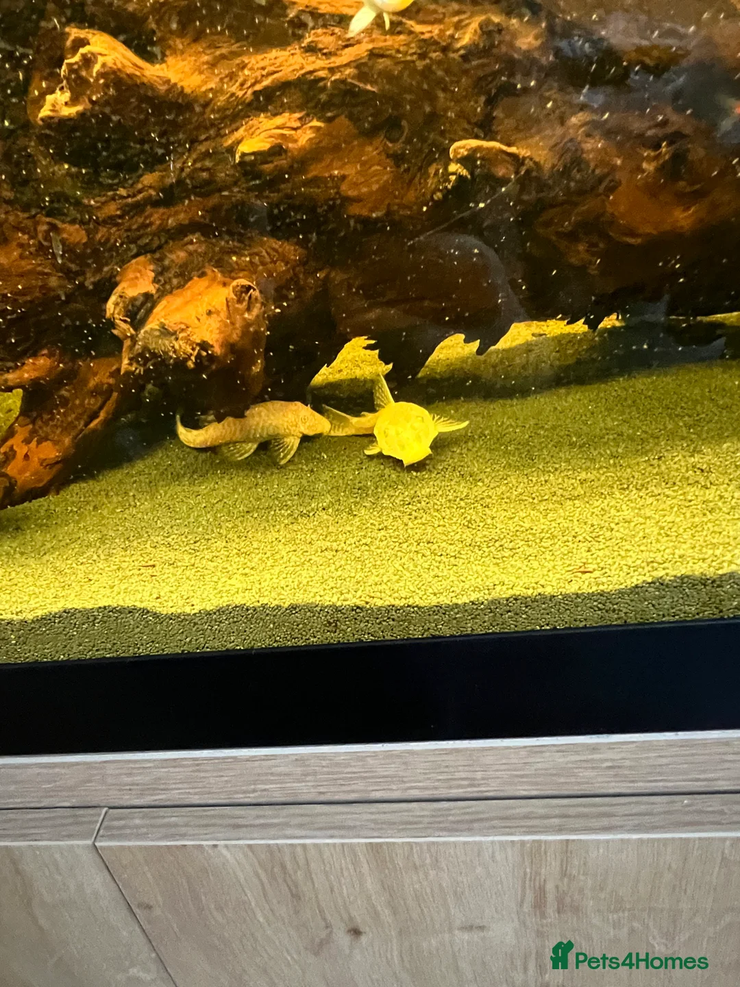 Plecos fish for sale: Bristilnose Pleco  - Advert 4