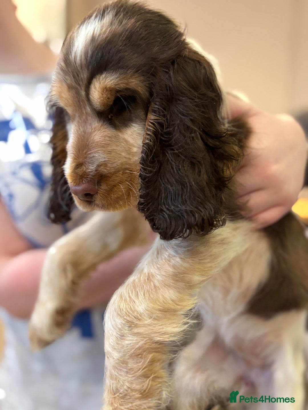 Cocker Spaniel dogs for sale: Show type Chocolate Roan Sable Girl - Advert 2