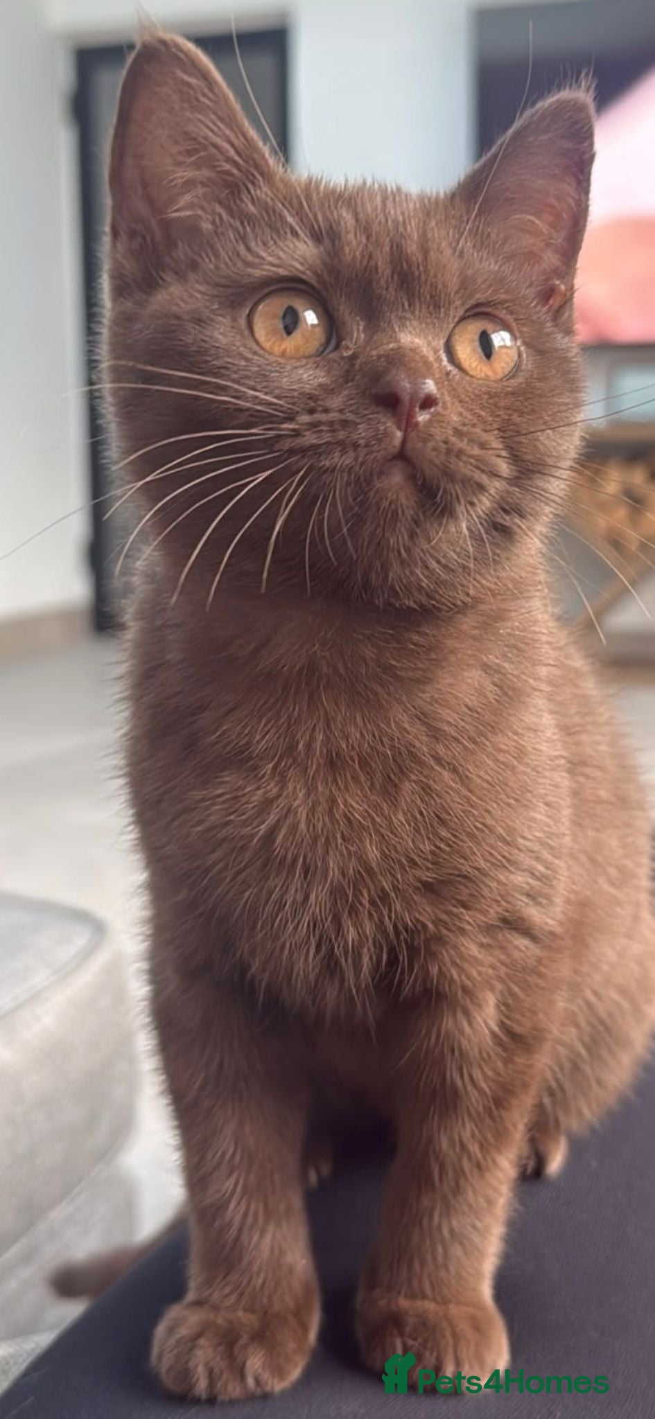 British Shorthair cats Ready to leave Pedigree BSH kittens - Advert 1